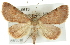  ( - CMAZ-0613)  @14 [ ] CreativeCommons - Attribution (2010) CBG Photography Group Centre for Biodiversity Genomics