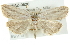  (Amolita fratercula - CMAZ-0620)  @15 [ ] CreativeCommons - Attribution (2010) CBG Photography Group Centre for Biodiversity Genomics