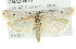  ( - CMAZ-0630)  @15 [ ] CreativeCommons - Attribution (2010) CBG Photography Group Centre for Biodiversity Genomics