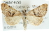  ( - CMAZ-0720)  @14 [ ] CreativeCommons - Attribution (2010) CBG Photography Group Centre for Biodiversity Genomics