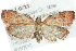  ( - CMAZ-0723)  @14 [ ] CreativeCommons - Attribution (2010) CBG Photography Group Centre for Biodiversity Genomics