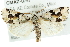  ( - CMAZ-0747)  @14 [ ] CreativeCommons - Attribution (2010) CBG Photography Group Centre for Biodiversity Genomics