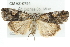  (Metaponpneumata - CMAZ-0754)  @15 [ ] CreativeCommons - Attribution (2010) CBG Photography Group Centre for Biodiversity Genomics