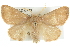  (Isa schaefferana - CMAZ-0772)  @15 [ ] CreativeCommons - Attribution (2010) CBG Photography Group Centre for Biodiversity Genomics