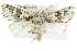  ( - CMAZ-0774)  @15 [ ] CreativeCommons - Attribution (2010) CBG Photography Group Centre for Biodiversity Genomics