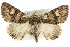  ( - CMAZ-0777)  @14 [ ] CreativeCommons - Attribution (2010) CBG Photography Group Centre for Biodiversity Genomics