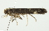  ( - CMAZ-0666)  @12 [ ] CreativeCommons - Attribution (2010) CBG Photography Group Centre for Biodiversity Genomics