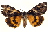  (Catocala piatrix - BIOUG02041-A11)  @14 [ ] CreativeCommons - Attribution (2012) CBG Photography Group Centre for Biodiversity Genomics