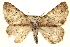  (Meris paradoxa - BIOUG02041-B02)  @13 [ ] CreativeCommons - Attribution (2012) CBG Photography Group Centre for Biodiversity Genomics