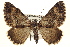  ( - BIOUG02041-C03)  @14 [ ] CreativeCommons - Attribution (2012) CBG Photography Group Centre for Biodiversity Genomics