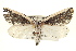  ( - BIOUG02041-E05)  @14 [ ] CreativeCommons - Attribution (2012) CBG Photography Group Centre for Biodiversity Genomics