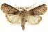  (Sympistis sorapis - BIOUG02041-F04)  @14 [ ] CreativeCommons - Attribution (2012) CBG Photography Group Centre for Biodiversity Genomics