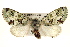  ( - BIOUG02041-G08)  @15 [ ] CreativeCommons - Attribution (2012) CBG Photography Group Centre for Biodiversity Genomics