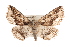  ( - CMAZ-0311)  @13 [ ] CreativeCommons - Attribution (2010) CBG Photography Group Centre for Biodiversity Genomics