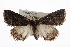  ( - CMAZ-0315)  @13 [ ] CreativeCommons - Attribution (2010) CBG Photography Group Centre for Biodiversity Genomics