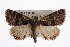  ( - CMAZ-0316)  @13 [ ] CreativeCommons - Attribution (2010) CBG Photography Group Centre for Biodiversity Genomics