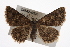  ( - CMAZ-0320)  @14 [ ] CreativeCommons - Attribution (2010) CBG Photography Group Centre for Biodiversity Genomics