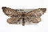  ( - CMAZ-0326)  @14 [ ] CreativeCommons - Attribution (2010) CBG Photography Group Centre for Biodiversity Genomics
