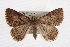  ( - CMAZ-0333)  @14 [ ] CreativeCommons - Attribution (2010) CBG Photography Group Centre for Biodiversity Genomics