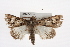  ( - CMAZ-0334)  @14 [ ] CreativeCommons - Attribution (2010) CBG Photography Group Centre for Biodiversity Genomics