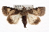  ( - CMAZ-0340)  @14 [ ] CreativeCommons - Attribution (2010) CBG Photography Group Centre for Biodiversity Genomics