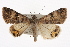  ( - CMAZ-0348)  @14 [ ] CreativeCommons - Attribution (2010) CBG Photography Group Centre for Biodiversity Genomics