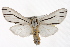 ( - CMAZ-0351)  @14 [ ] CreativeCommons - Attribution (2010) CBG Photography Group Centre for Biodiversity Genomics