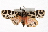  ( - CMAZ-0356)  @13 [ ] CreativeCommons - Attribution (2010) CBG Photography Group Centre for Biodiversity Genomics