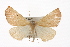  ( - CMAZ-0359)  @14 [ ] CreativeCommons - Attribution (2010) CBG Photography Group Centre for Biodiversity Genomics