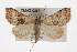  ( - CMAZ-0367)  @13 [ ] CreativeCommons - Attribution (2010) CBG Photography Group Centre for Biodiversity Genomics
