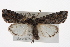  ( - CMAZ-0370)  @15 [ ] CreativeCommons - Attribution (2010) CBG Photography Group Centre for Biodiversity Genomics