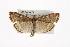  ( - CMAZ-0373)  @14 [ ] CreativeCommons - Attribution (2010) CBG Photography Group Centre for Biodiversity Genomics