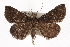  (Hypenula - CMAZ-0383)  @15 [ ] CreativeCommons - Attribution (2010) CBG Photography Group Centre for Biodiversity Genomics