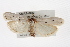  ( - CMAZ-0402)  @14 [ ] CreativeCommons - Attribution (2010) CBG Photography Group Centre for Biodiversity Genomics
