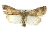  (Protoperigea posticata - BIOUG02042-B02)  @14 [ ] CreativeCommons - Attribution (2012) CBG Photography Group Centre for Biodiversity Genomics