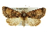  (Nocloa plagiata - BIOUG02042-D07)  @15 [ ] CreativeCommons - Attribution (2012) CBG Photography Group Centre for Biodiversity Genomics