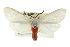  (Pygarctia roseicapitis - BIOUG02042-D10)  @15 [ ] CreativeCommons - Attribution (2012) CBG Photography Group Centre for Biodiversity Genomics