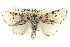  ( - BIOUG02042-G02)  @14 [ ] CreativeCommons - Attribution (2012) CBG Photography Group Centre for Biodiversity Genomics