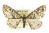  ( - BIOUG02042-G03)  @14 [ ] CreativeCommons - Attribution (2012) CBG Photography Group Centre for Biodiversity Genomics