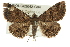  (Toxonprucha repentis - BIOUG02042-G04)  @14 [ ] CreativeCommons - Attribution (2012) CBG Photography Group Centre for Biodiversity Genomics