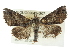  ( - BIOUG02042-G07)  @14 [ ] CreativeCommons - Attribution (2012) CBG Photography Group Centre for Biodiversity Genomics