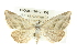  ( - BIOUG02042-H06)  @14 [ ] CreativeCommons - Attribution (2012) CBG Photography Group Centre for Biodiversity Genomics