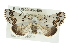  ( - BIOUG02042-H08)  @14 [ ] CreativeCommons - Attribution (2012) CBG Photography Group Centre for Biodiversity Genomics