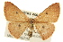  (Cyclophora packardi - BIOUG02043-A06)  @15 [ ] CreativeCommons - Attribution (2012) CBG Photography Group Centre for Biodiversity Genomics