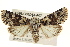  ( - BIOUG02043-A07)  @15 [ ] CreativeCommons - Attribution (2012) CBG Photography Group Centre for Biodiversity Genomics