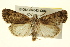  ( - BIOUG02043-C06)  @14 [ ] CreativeCommons - Attribution (2012) CBG Photography Group Centre for Biodiversity Genomics