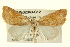  (Trichocosmia - BIOUG02043-C12)  @15 [ ] CreativeCommons - Attribution (2012) CBG Photography Group Centre for Biodiversity Genomics