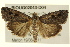  ( - BIOUG02043-D04)  @14 [ ] CreativeCommons - Attribution (2012) CBG Photography Group Centre for Biodiversity Genomics