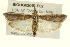  ( - BIOUG02043-E02)  @14 [ ] CreativeCommons - Attribution (2012) CBG Photography Group Centre for Biodiversity Genomics