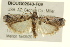  ( - BIOUG02043-F09)  @14 [ ] CreativeCommons - Attribution (2012) CBG Photography Group Centre for Biodiversity Genomics